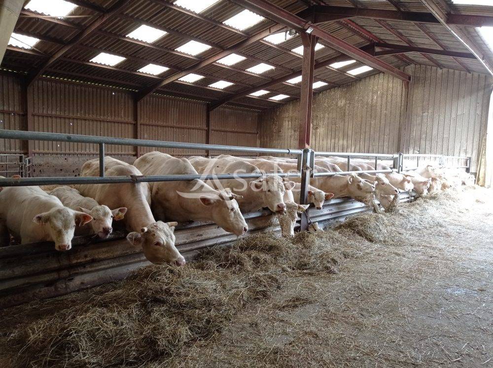 Bos exploitatie Koop Saône-et-Loire