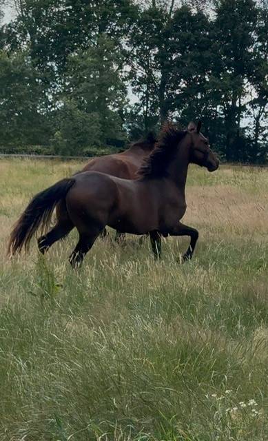 Veel belovende merrie