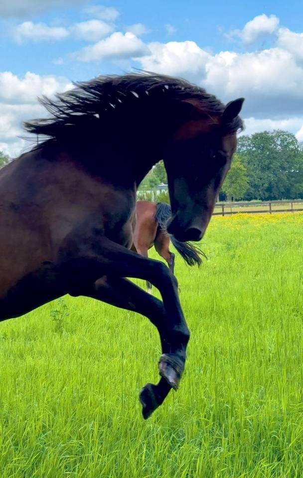 Veel belovende merrie