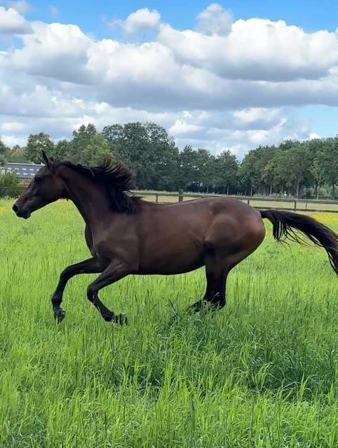 Veel belovende merrie