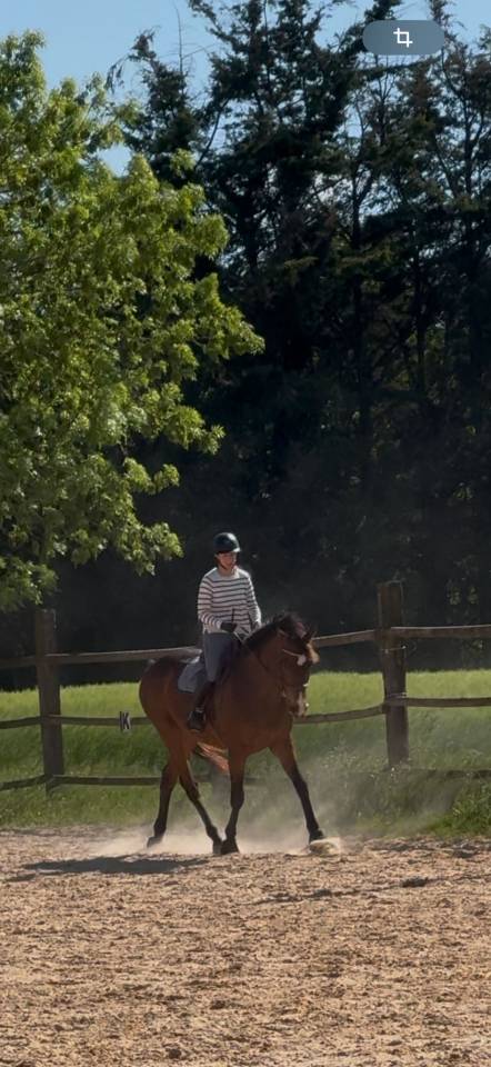 Ruin Engels volbloed Te koop 2015 Bruin / Bai