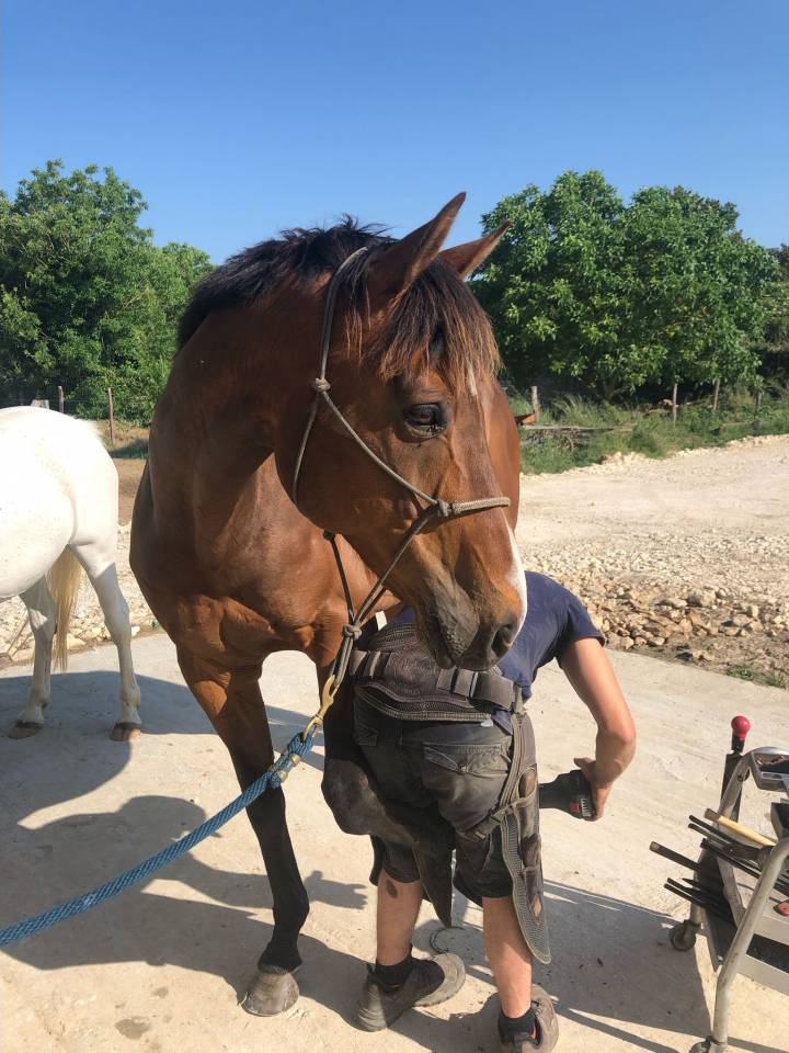 Ruin Engels volbloed Te koop 2015 Bruin / Bai