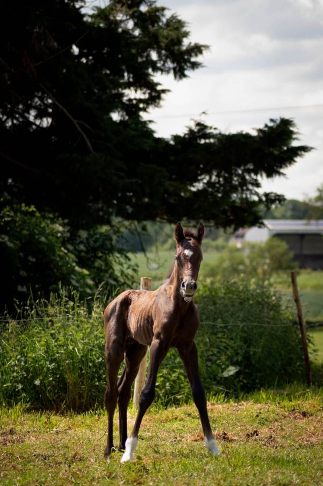 Veulen (ml) Franse rijpony PFS Te koop 2025 Schimmel ,  Rexter d’or