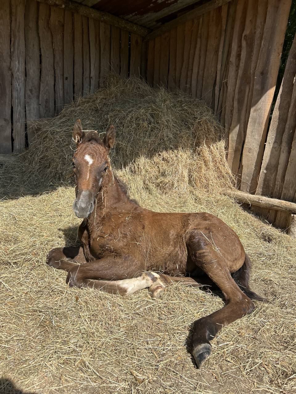 Veulen (ml) Franse rijpony PFS Te koop 2025 Schimmel ,  Rexter d’or