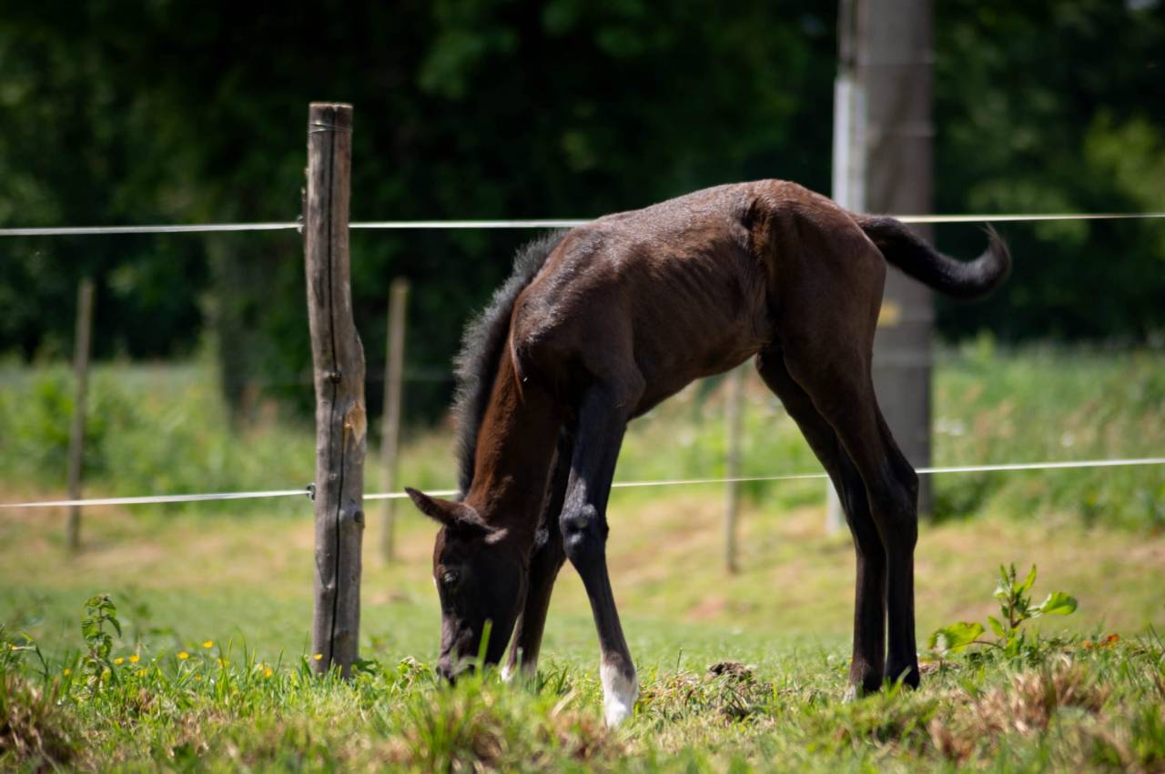 Veulen (ml) Franse rijpony PFS Te koop 2025 Schimmel ,  Rexter d’or
