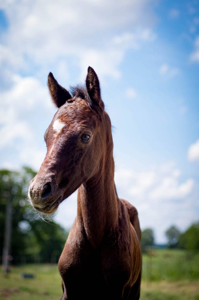 Veulen (ml) Franse rijpony PFS Te koop 2025 Schimmel ,  Rexter d’or