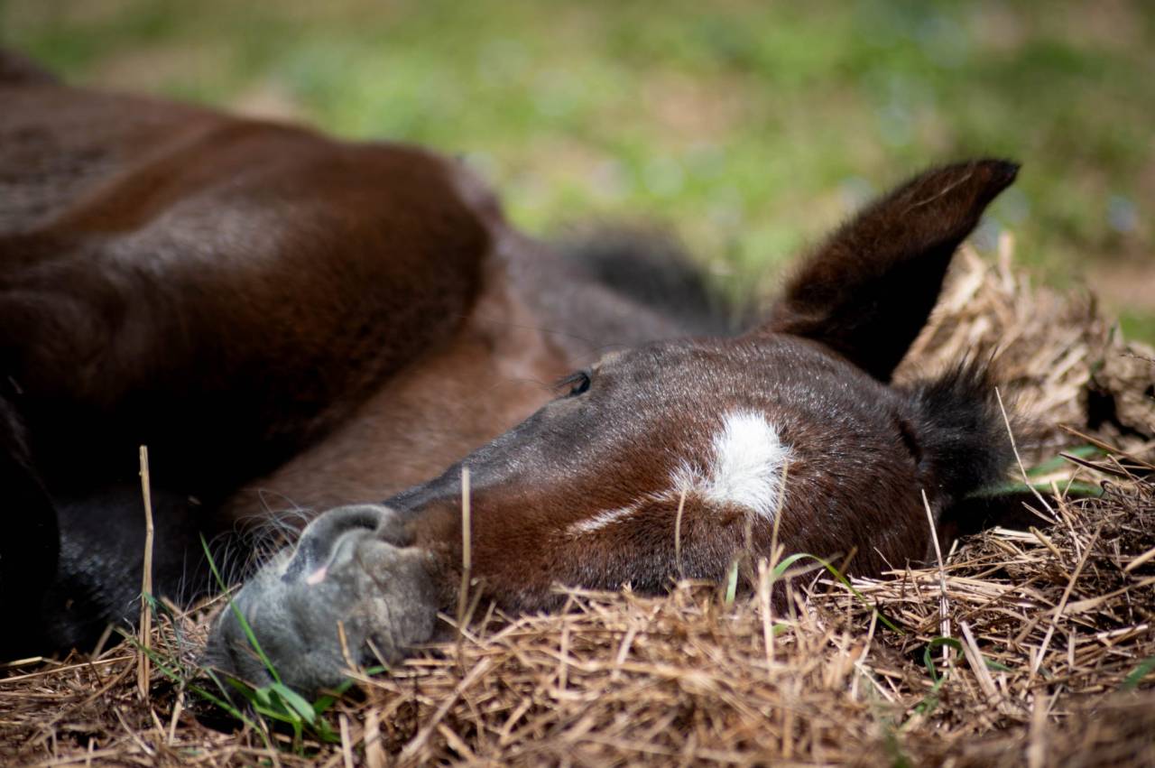 Veulen (ml) Franse rijpony PFS Te koop 2025 Schimmel ,  Rexter d’or