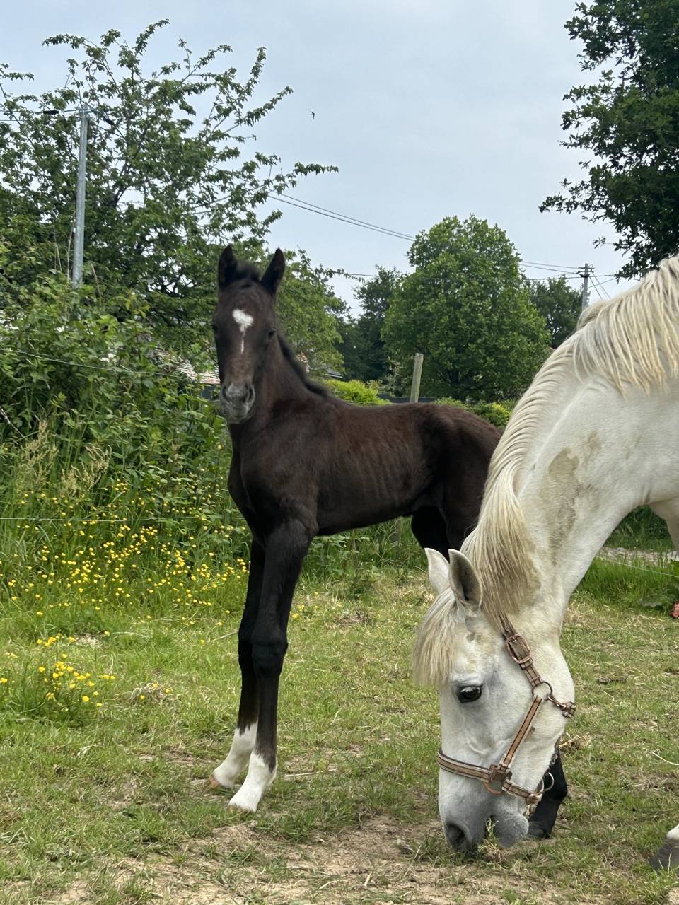 Veulen (ml) Franse rijpony PFS Te koop 2025 Schimmel ,  Rexter d’or