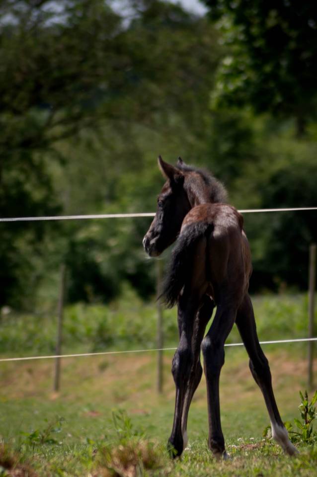 Veulen (ml) Franse rijpony PFS Te koop 2025 Schimmel ,  Rexter d’or