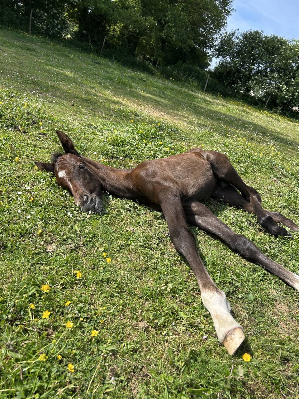 Veulen (ml) Franse rijpony PFS Te koop 2025 Schimmel ,  Rexter d’or