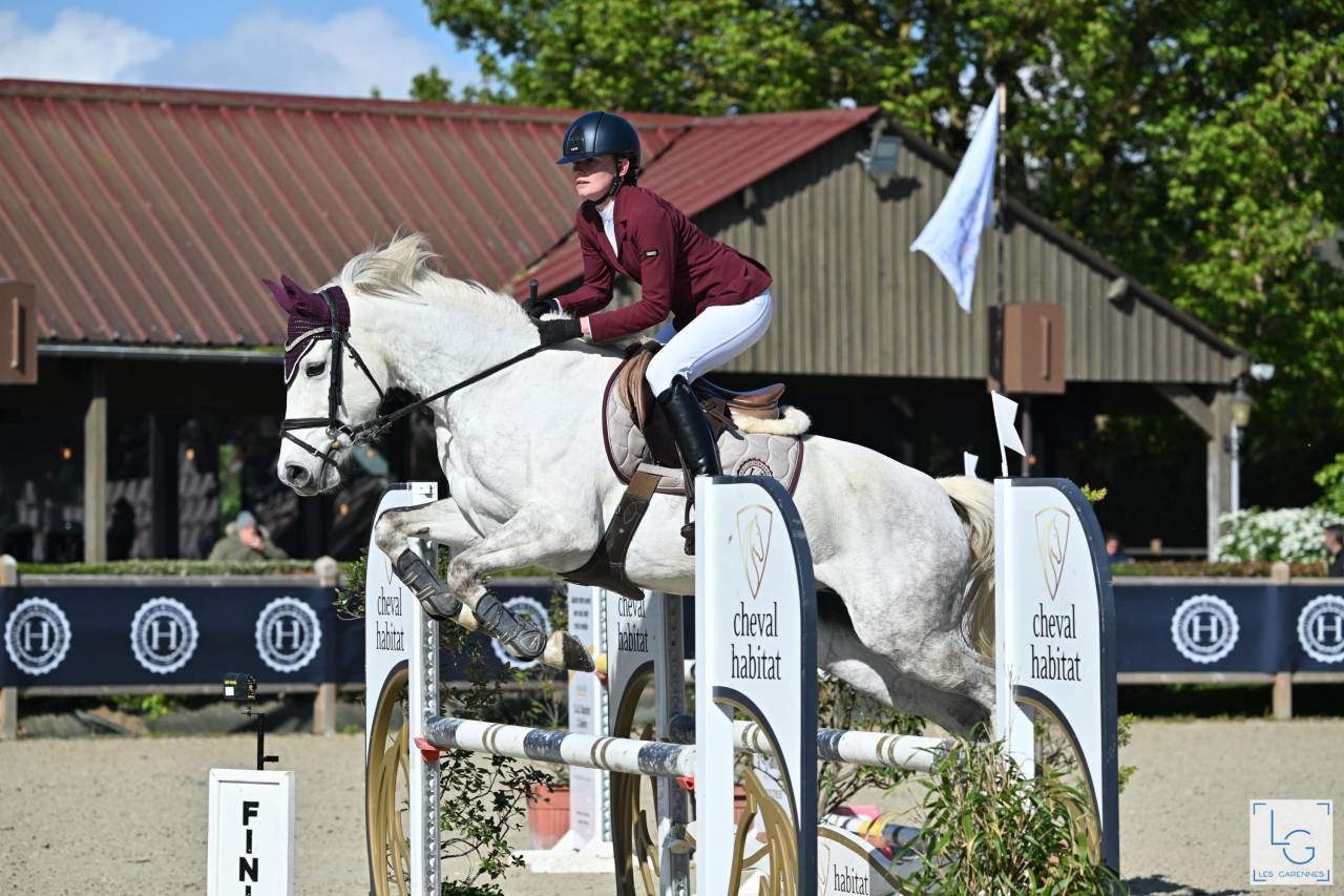 Veulen (ml) Franse rijpony PFS Te koop 2025 Schimmel ,  Rexter d’or