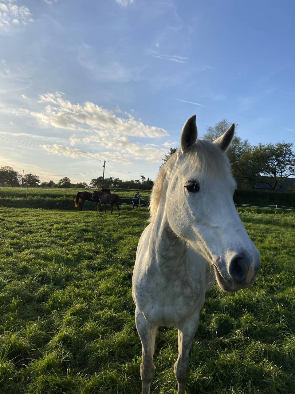 Veulen (ml) Franse rijpony PFS Te koop 2025 Schimmel ,  Rexter d’or