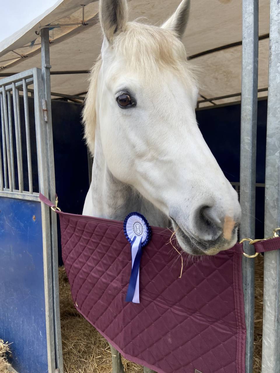 Veulen (ml) Franse rijpony PFS Te koop 2025 Schimmel ,  Rexter d’or