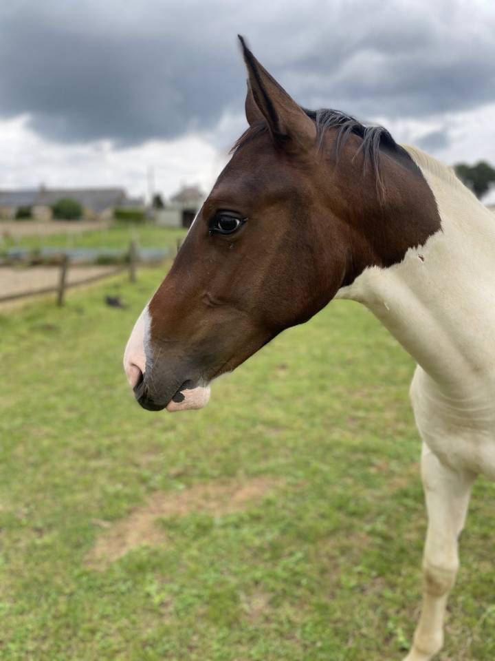 Veulen (ml) Selle Français Te koop 2024 Bont