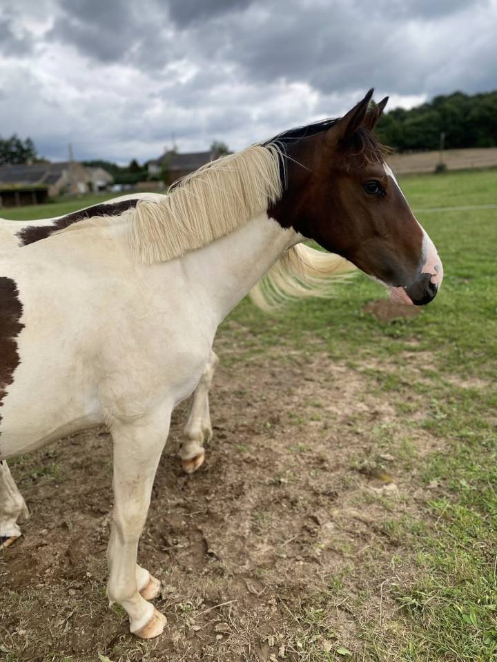 Veulen (ml) Selle Français Te koop 2024 Bont