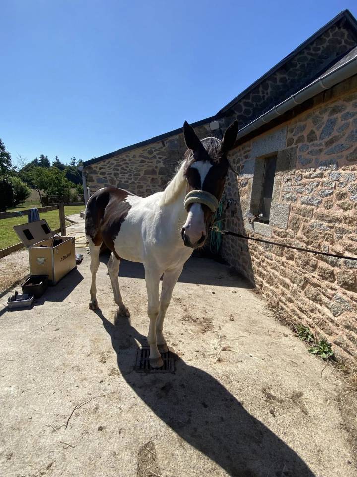 Veulen (ml) Selle Français Te koop 2024 Bont