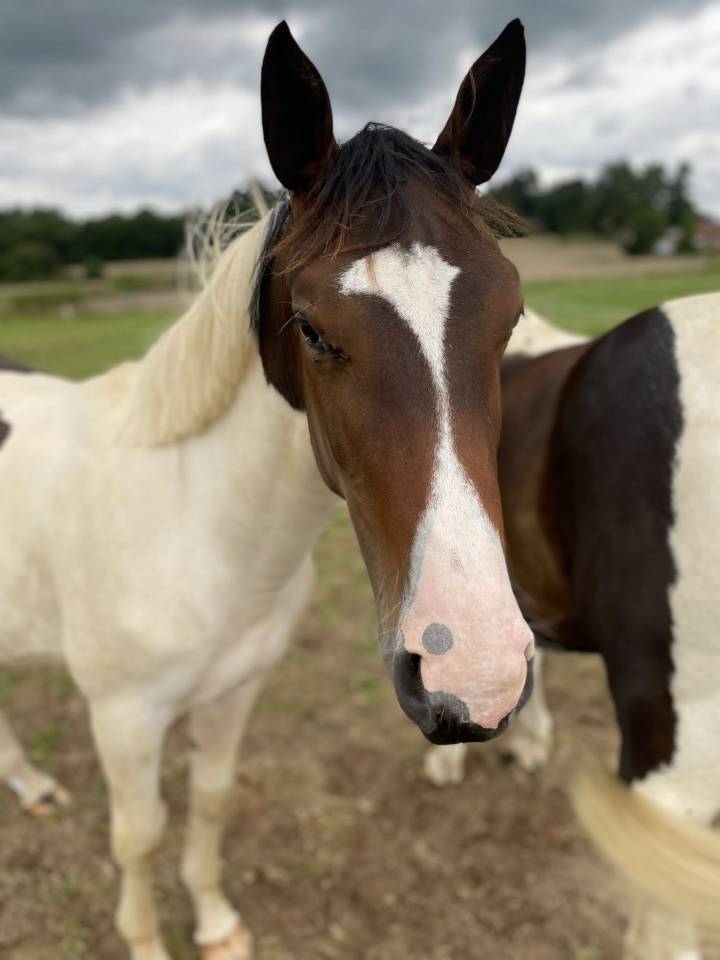 Veulen (ml) Selle Français Te koop 2024 Bont