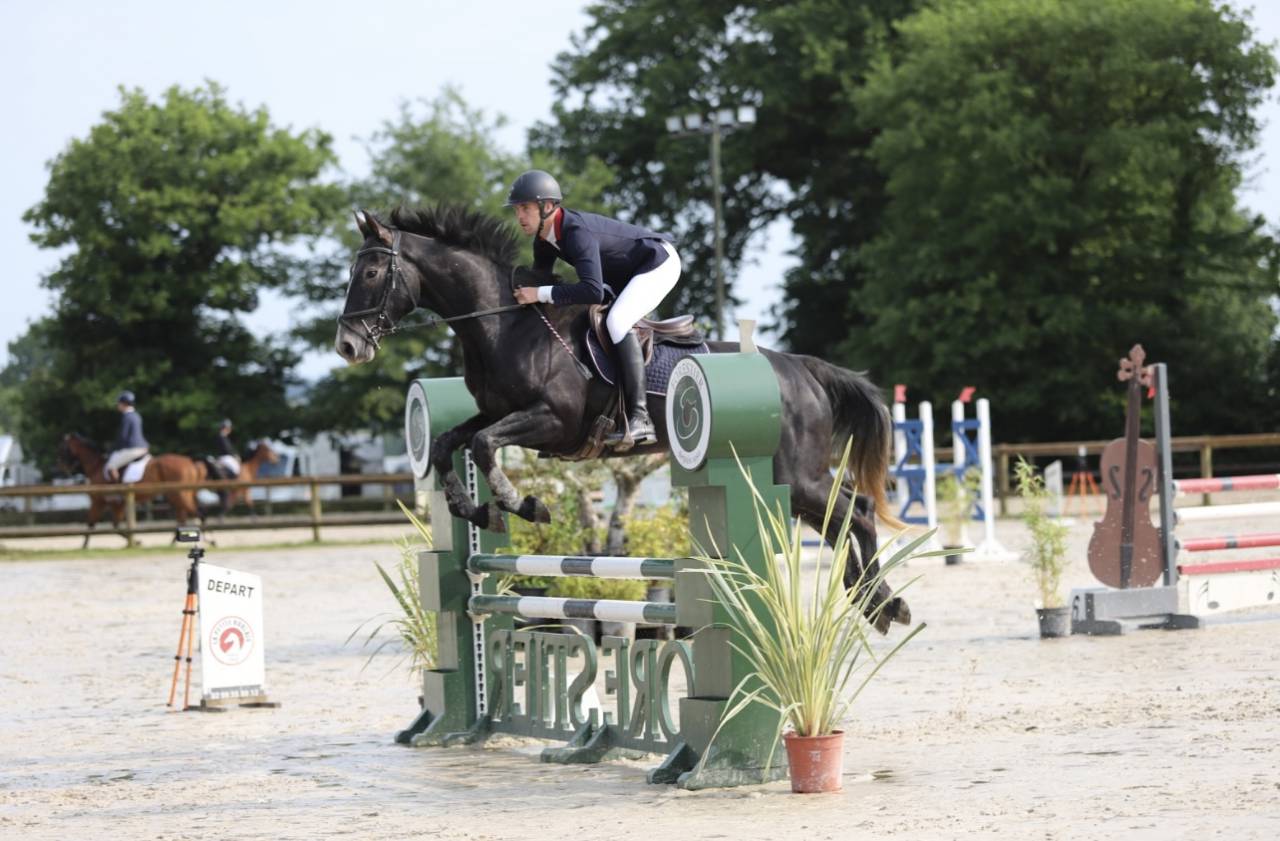 Ruin Selle Français Te koop 2021 Schimmel ,  EXPRESS DE HUS