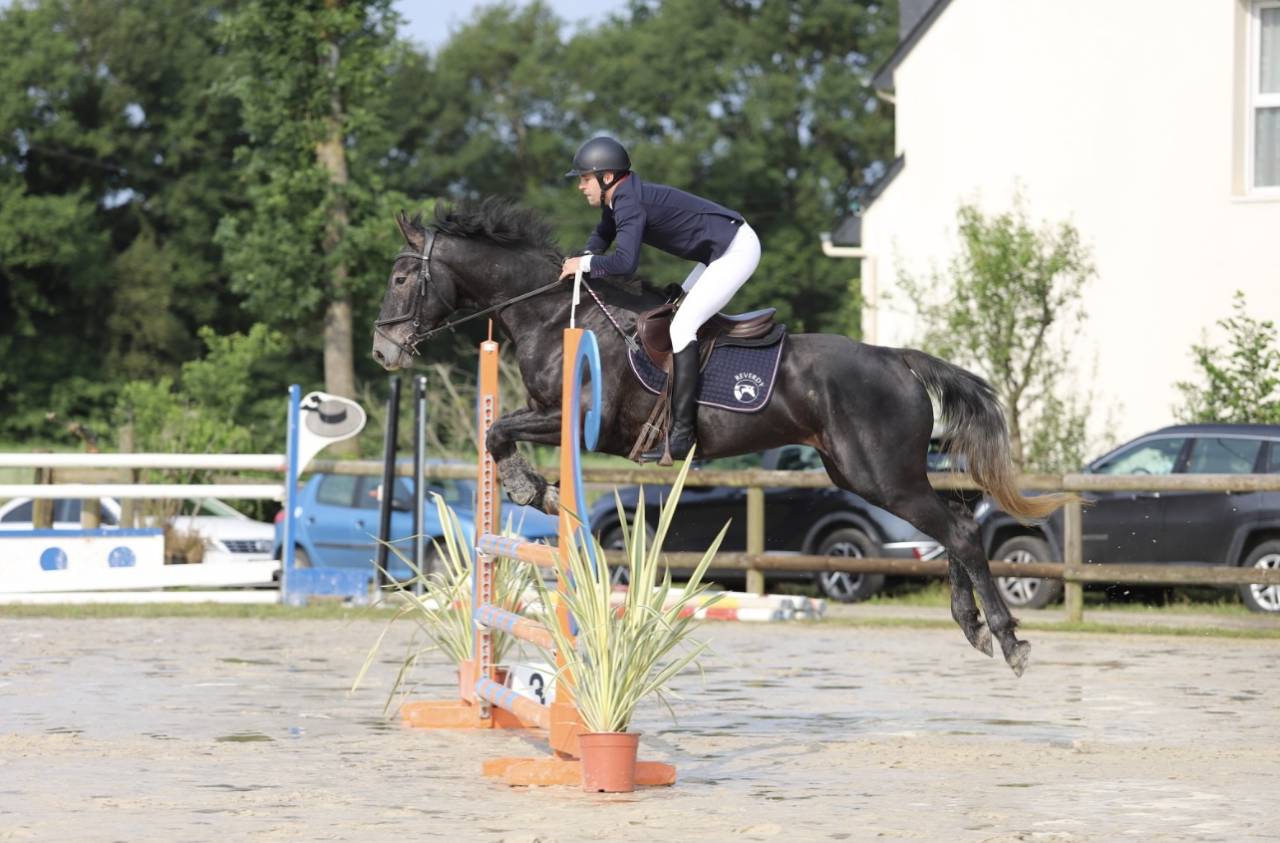 Ruin Selle Français Te koop 2021 Schimmel ,  EXPRESS DE HUS
