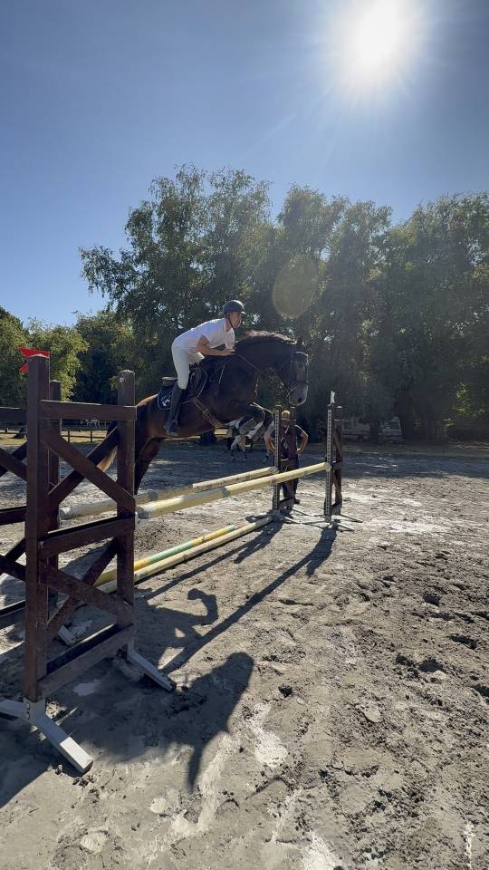 Ruin Selle Français Te koop 2021 Schimmel ,  EXPRESS DE HUS