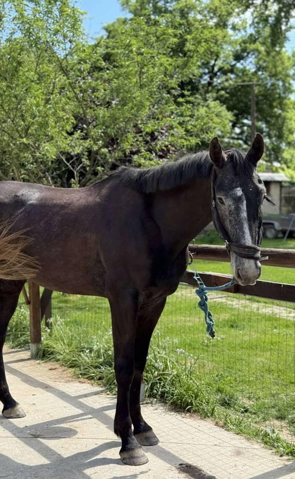 Ruin Selle Français Te koop 2021 Schimmel ,  EXPRESS DE HUS
