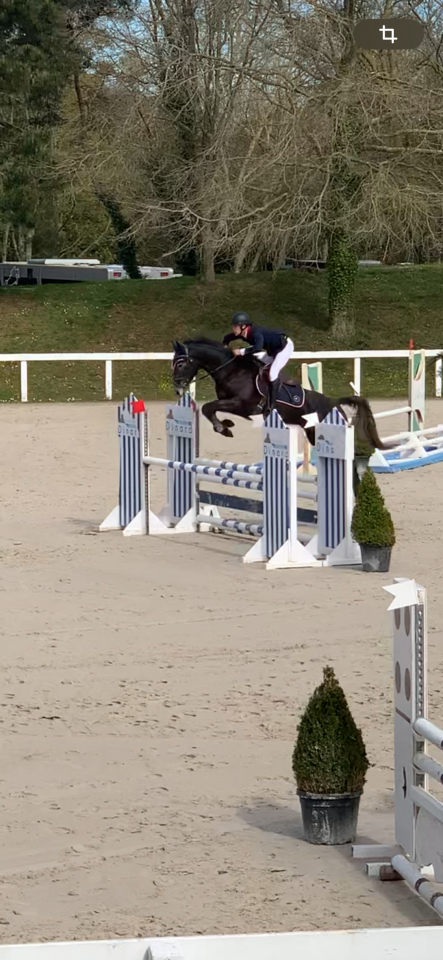 Ruin Selle Français Te koop 2021 Schimmel ,  EXPRESS DE HUS