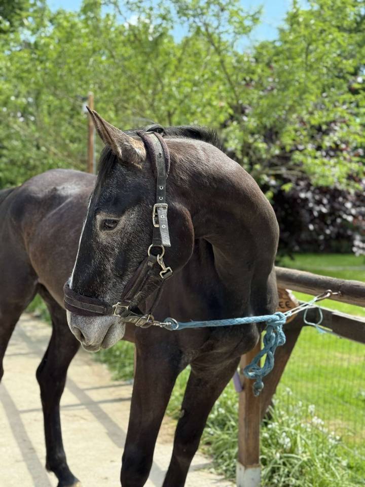 Ruin Selle Français Te koop 2021 Schimmel ,  EXPRESS DE HUS