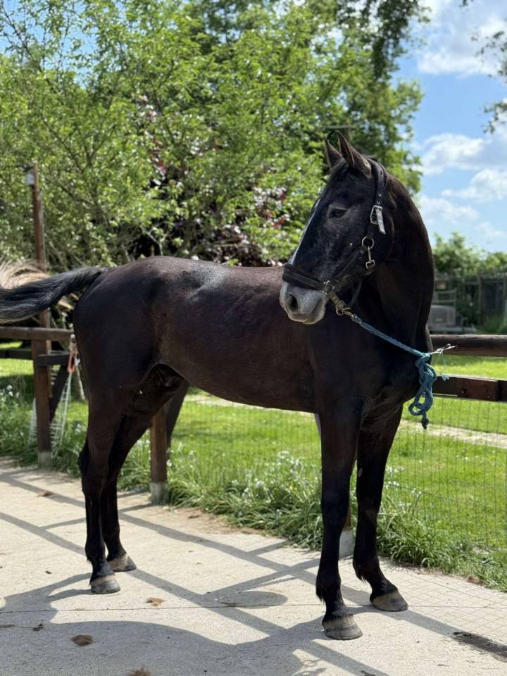 Ruin Selle Français Te koop 2021 Schimmel ,  EXPRESS DE HUS