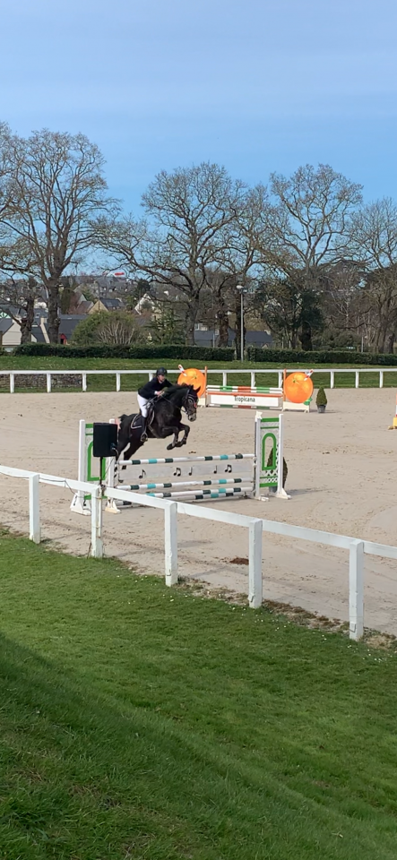 Ruin Selle Français Te koop 2021 Schimmel ,  EXPRESS DE HUS