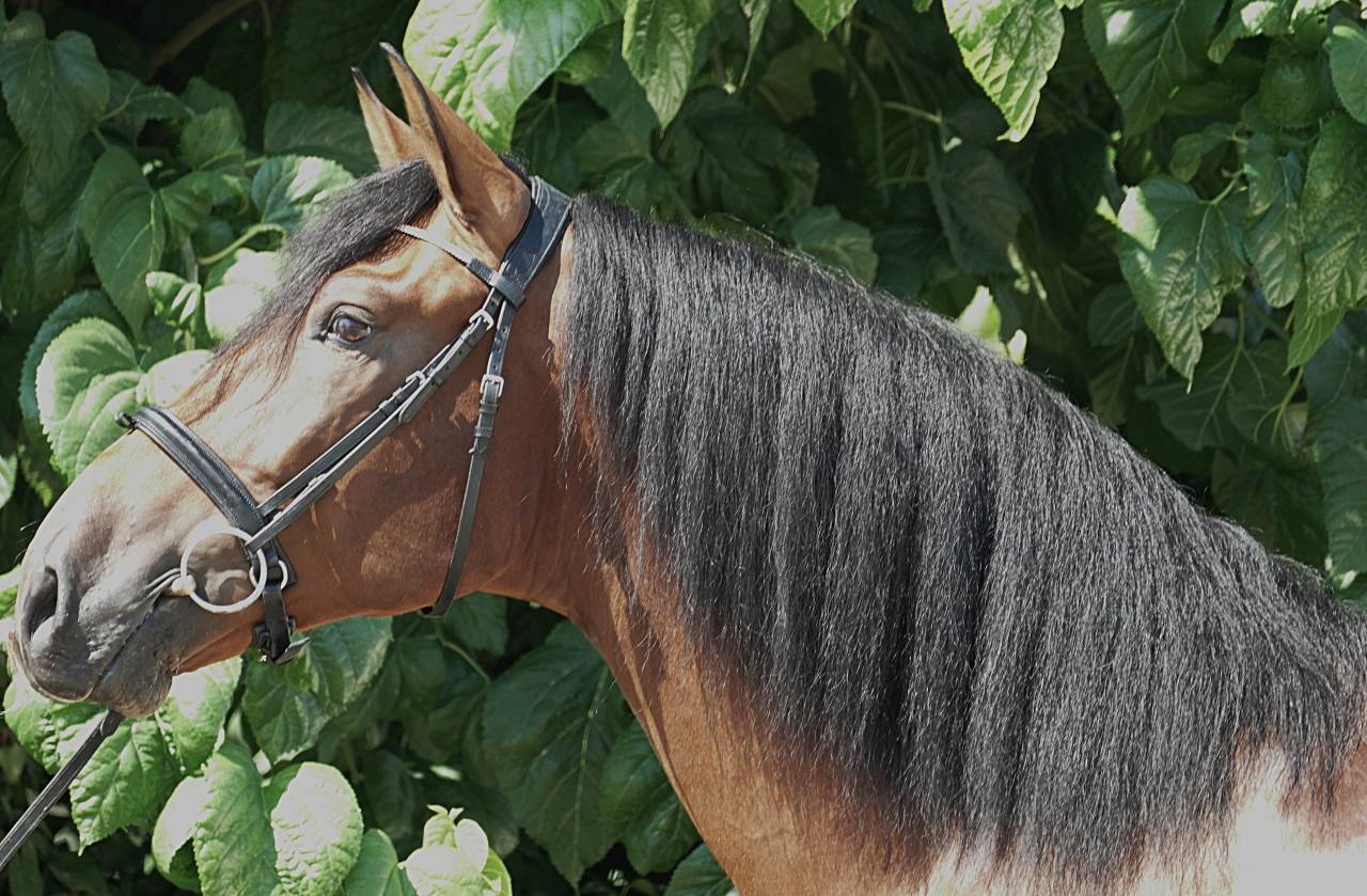 Ruin PRE Puur Ras Spaans Te koop 2021 Donker bruin / bai ,  Killo VII