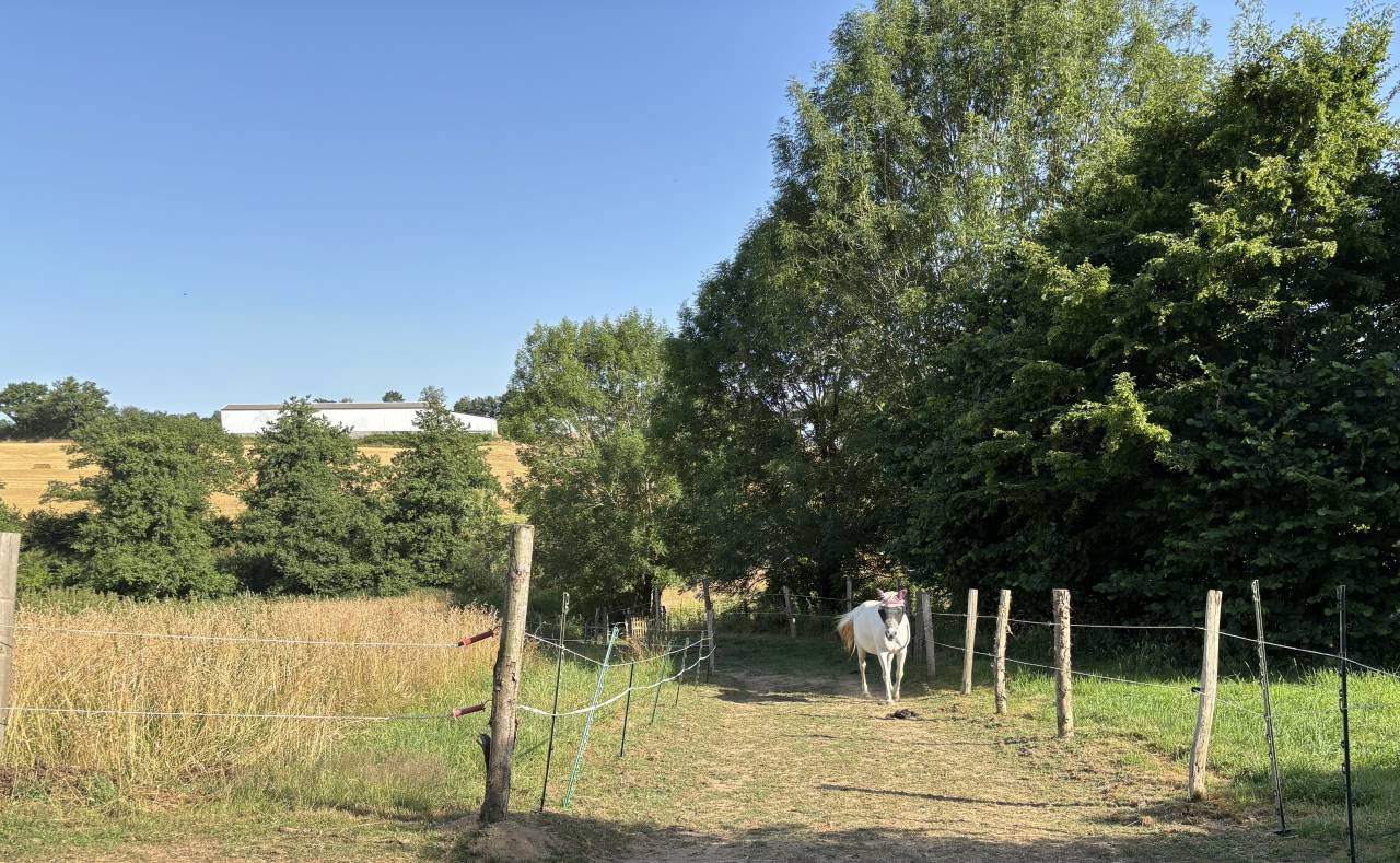 Hippisch vastgoed Koop Mayenne