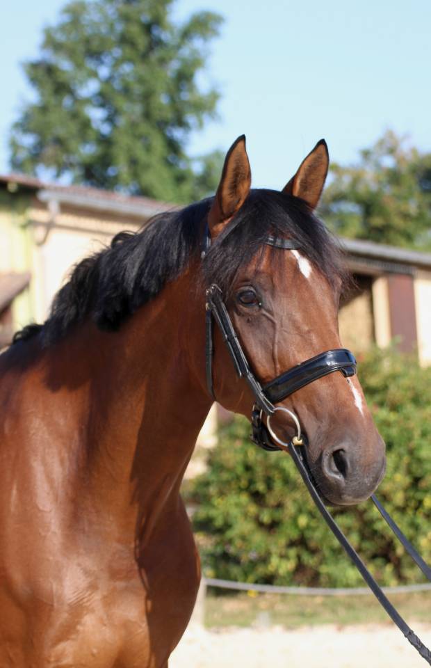 Merrie KWPN Nederlands sportpaard Te koop 2016 Donker bruin / bai ,  EYE CATCHER