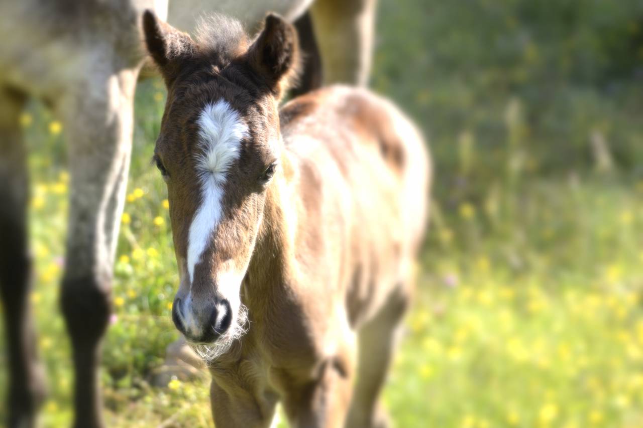 Veulen (ml) New Forest Te koop 2025 Bruin / Bai ,  Othello De Rocamadour