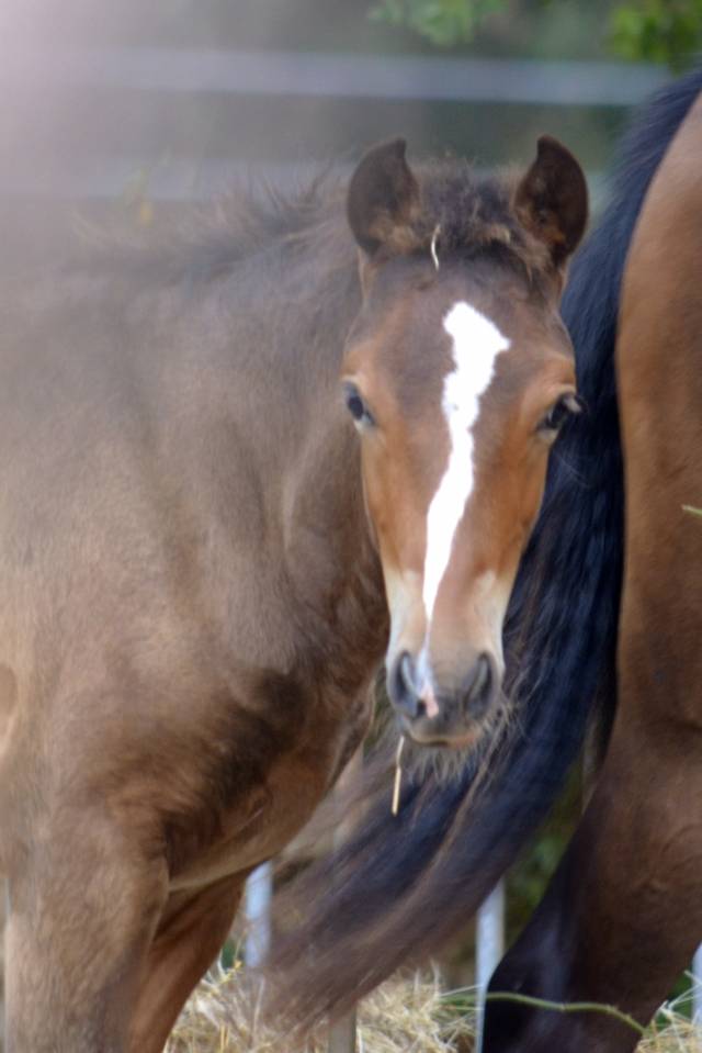 Veulen (ml) New Forest Te koop 2025 Bruin / Bai ,  Othello De Rocamadour