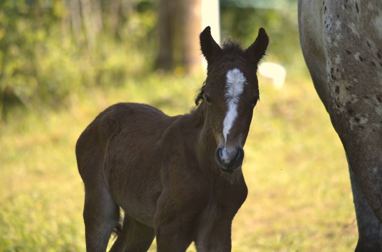 Veulen (ml) New Forest Te koop 2025 Bruin / Bai ,  Othello De Rocamadour