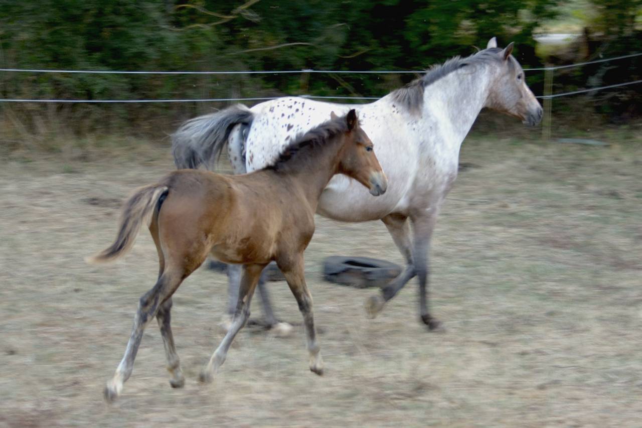 Veulen (ml) New Forest Te koop 2025 Bruin / Bai ,  Othello De Rocamadour