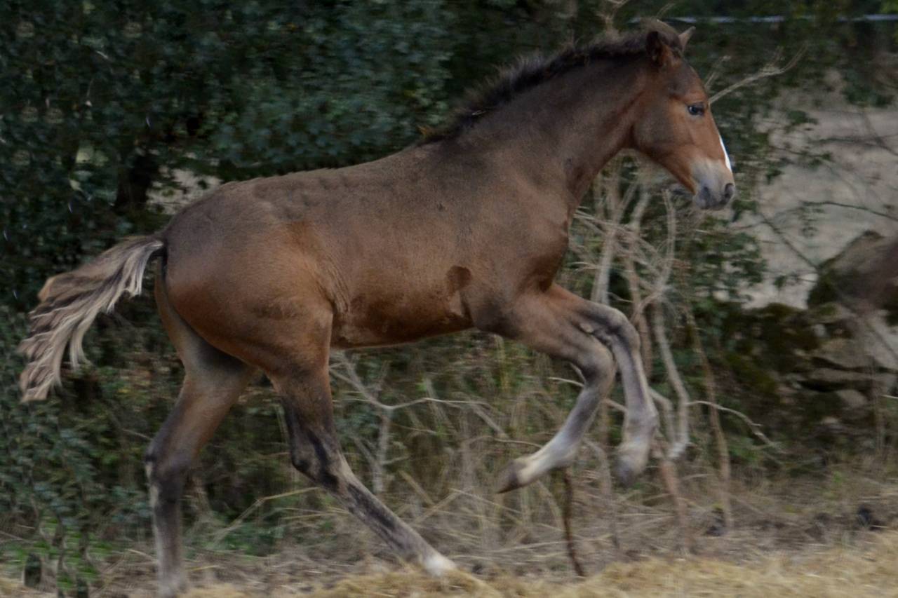 Veulen (ml) New Forest Te koop 2025 Bruin / Bai ,  Othello De Rocamadour