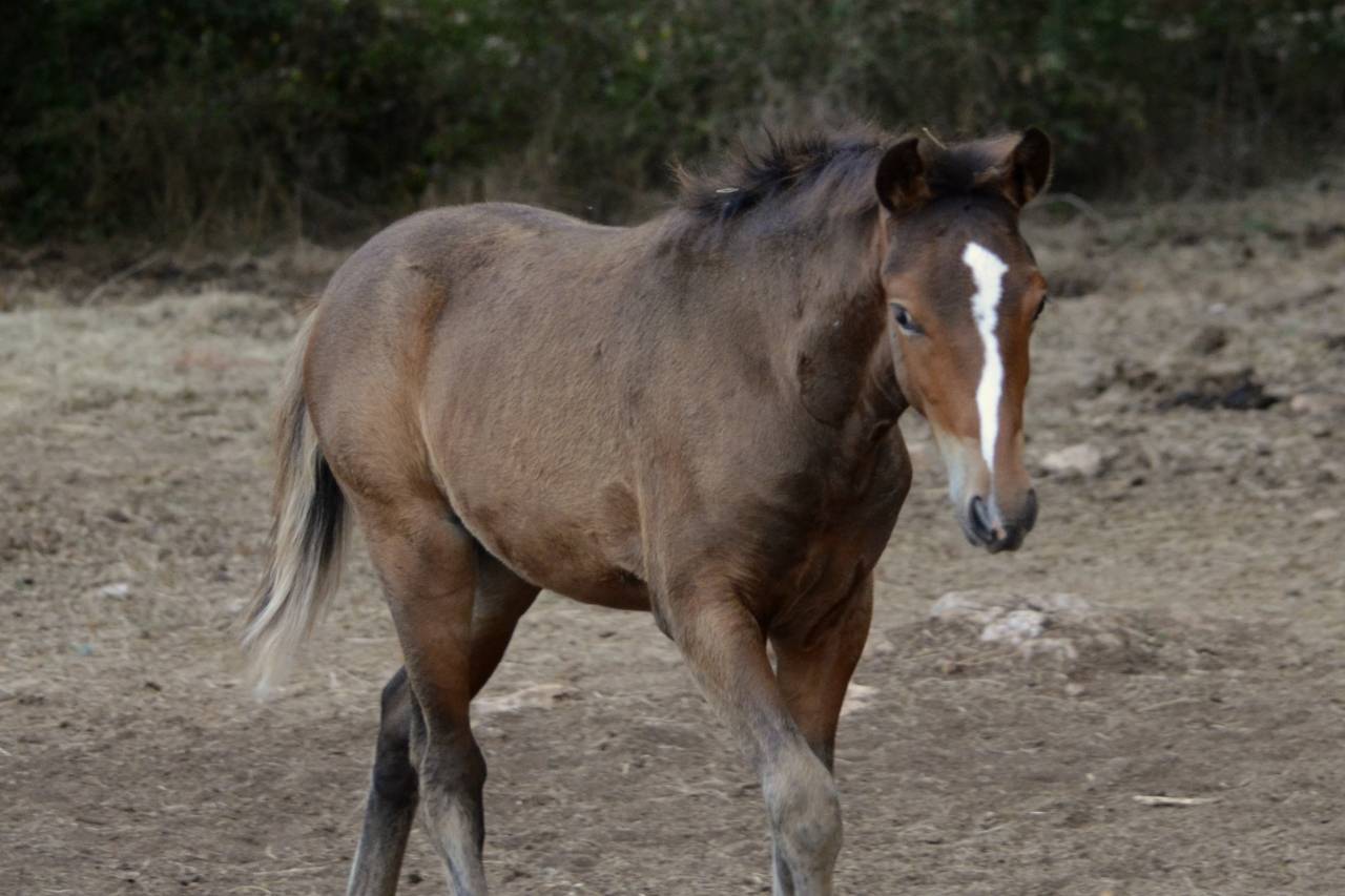 Veulen (ml) New Forest Te koop 2025 Bruin / Bai ,  Othello De Rocamadour