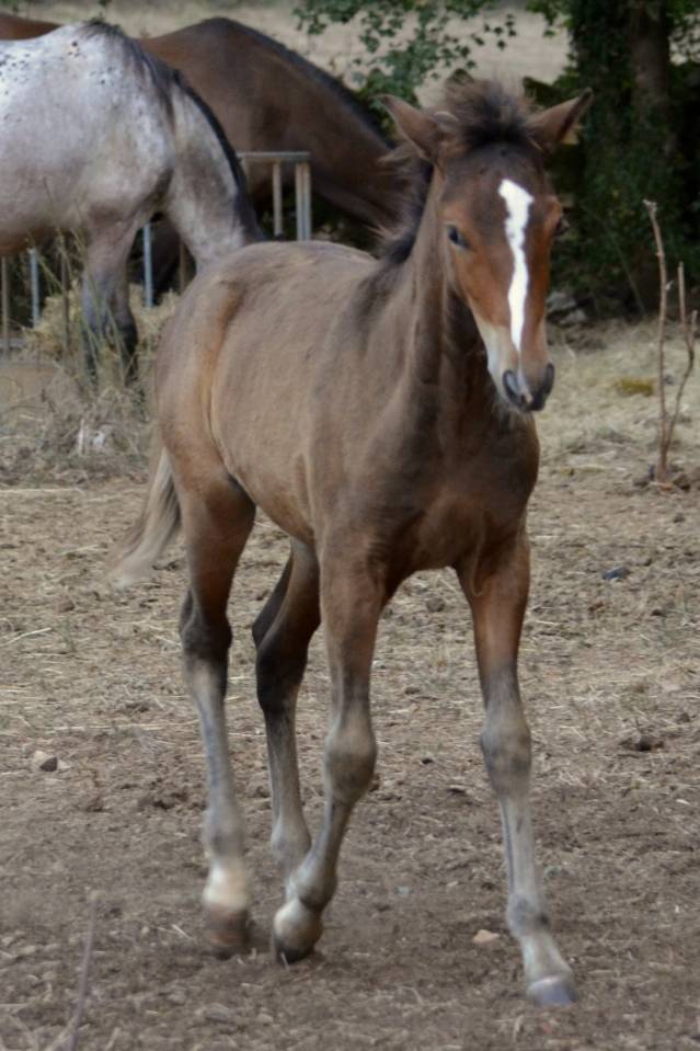 Veulen (ml) New Forest Te koop 2025 Bruin / Bai ,  Othello De Rocamadour