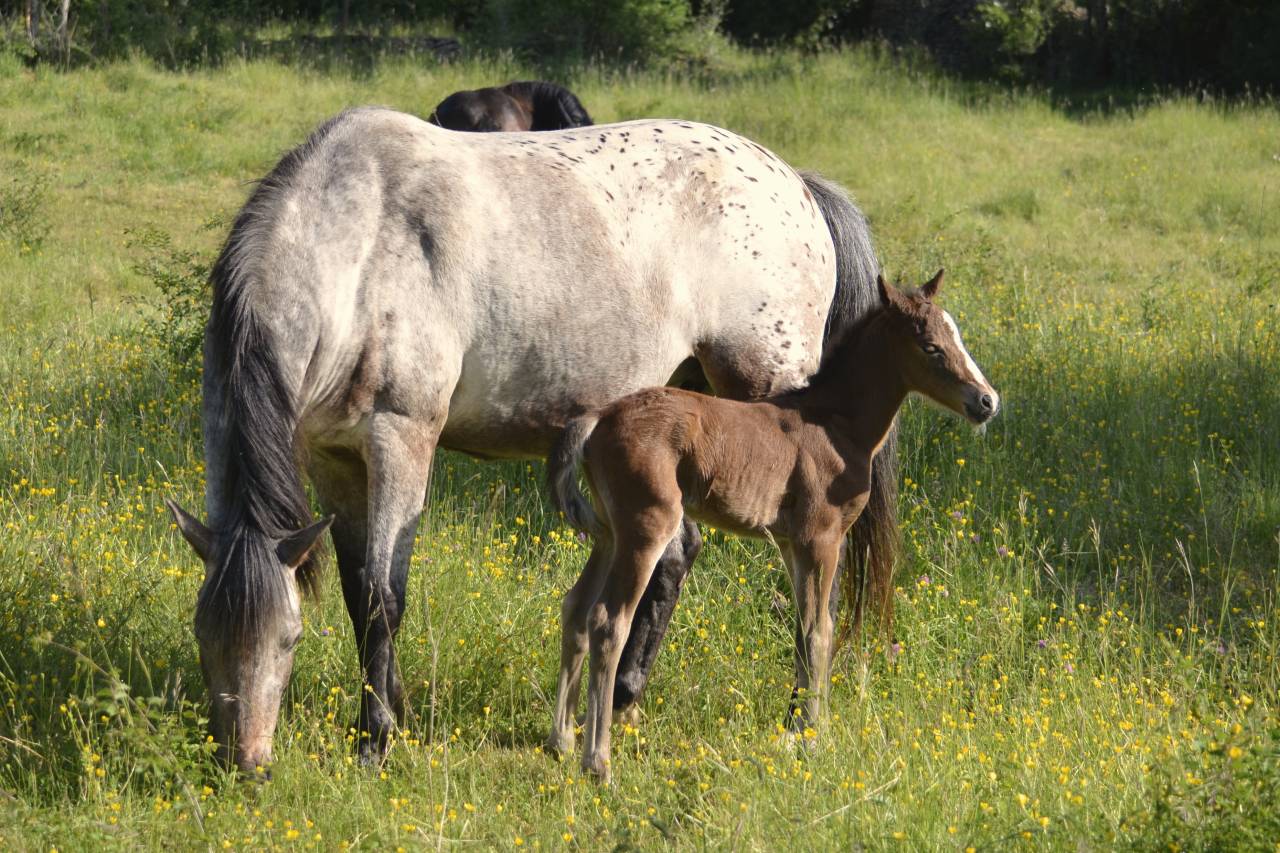 Veulen (ml) New Forest Te koop 2025 Bruin / Bai ,  Othello De Rocamadour