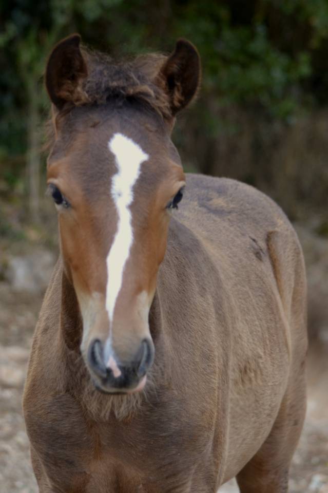 Veulen (ml) New Forest Te koop 2025 Bruin / Bai ,  Othello De Rocamadour