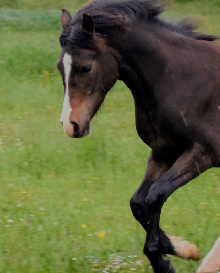 Veulen (vr) New Forest Te koop 2024 Bruin / Bai ,  Othello De Rocamadour