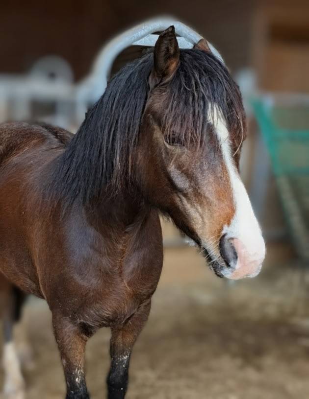 Veulen (vr) New Forest Te koop 2024 Bruin / Bai ,  Othello De Rocamadour