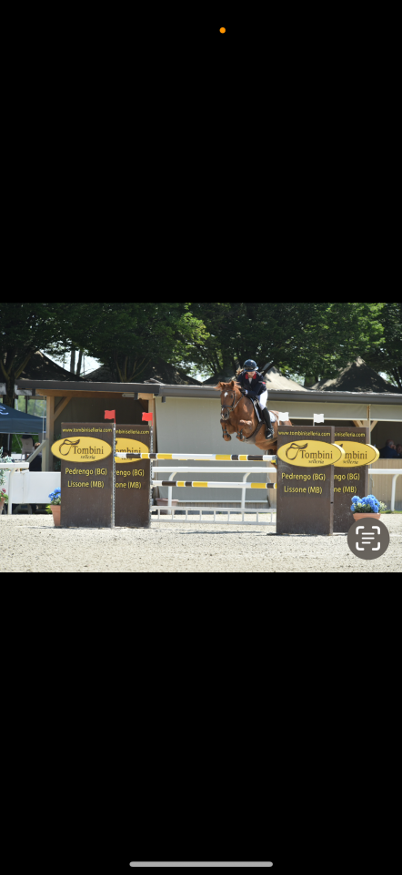 Ruin Franse rijpony PFS Te koop 2011 Vos ,  jocker de treho