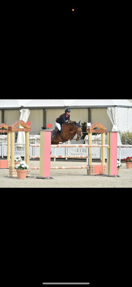 Ruin Franse rijpony PFS Te koop 2011 Vos ,  jocker de treho