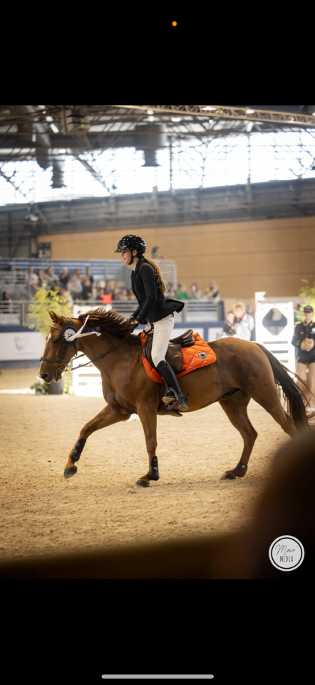 Ruin Franse rijpony PFS Te koop 2011 Vos ,  jocker de treho