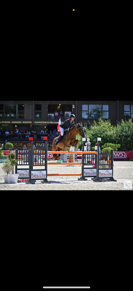 Ruin Franse rijpony PFS Te koop 2011 Vos ,  jocker de treho