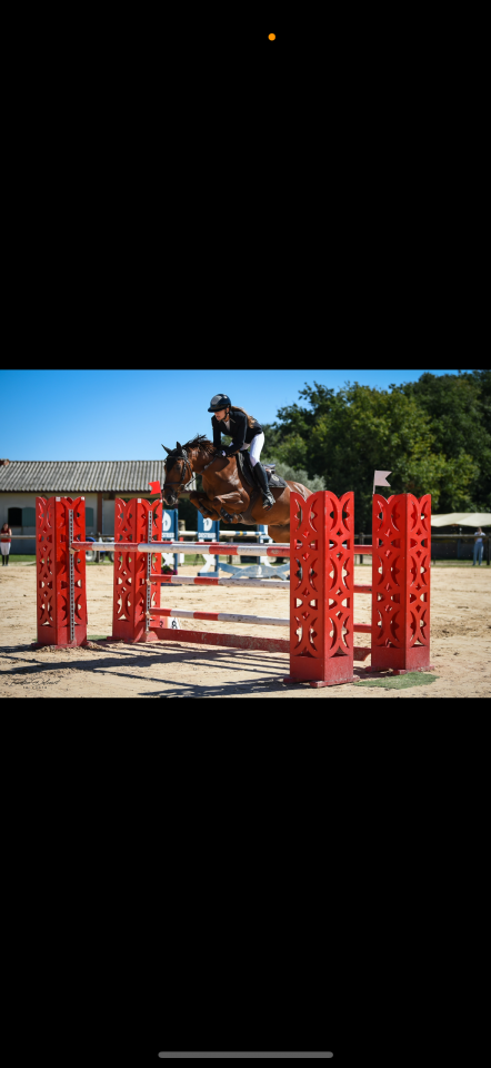 Ruin Franse rijpony PFS Te koop 2011 Vos ,  jocker de treho