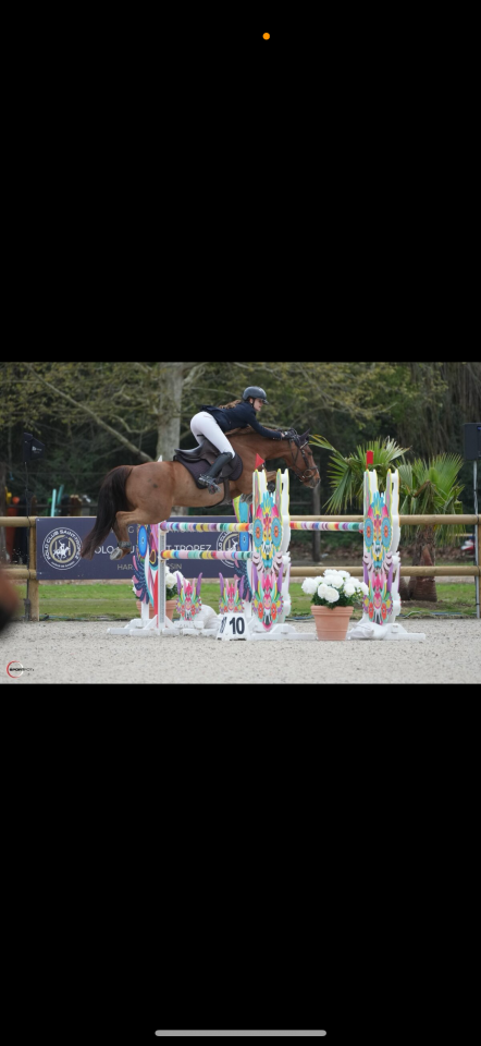 Ruin Franse rijpony PFS Te koop 2011 Vos ,  jocker de treho