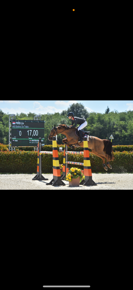 Ruin Franse rijpony PFS Te koop 2011 Vos ,  jocker de treho